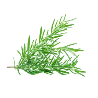 bulk rosemary essential oil