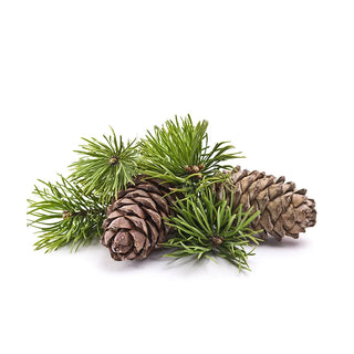 bulk scotch pine essential oil