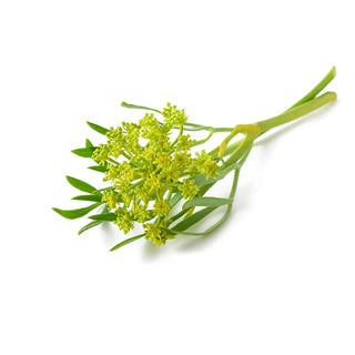 bulk sea fennel essential oil