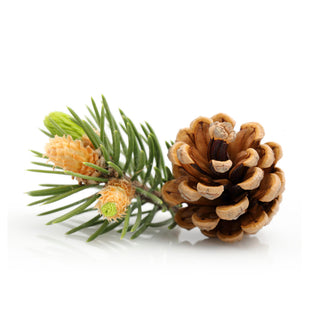 bulk siberian fir essential oil