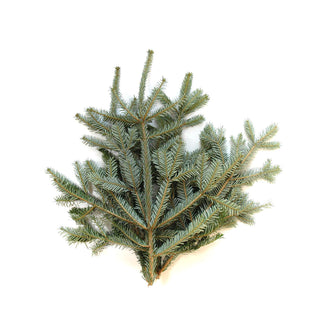 bulk silver fir essential oil