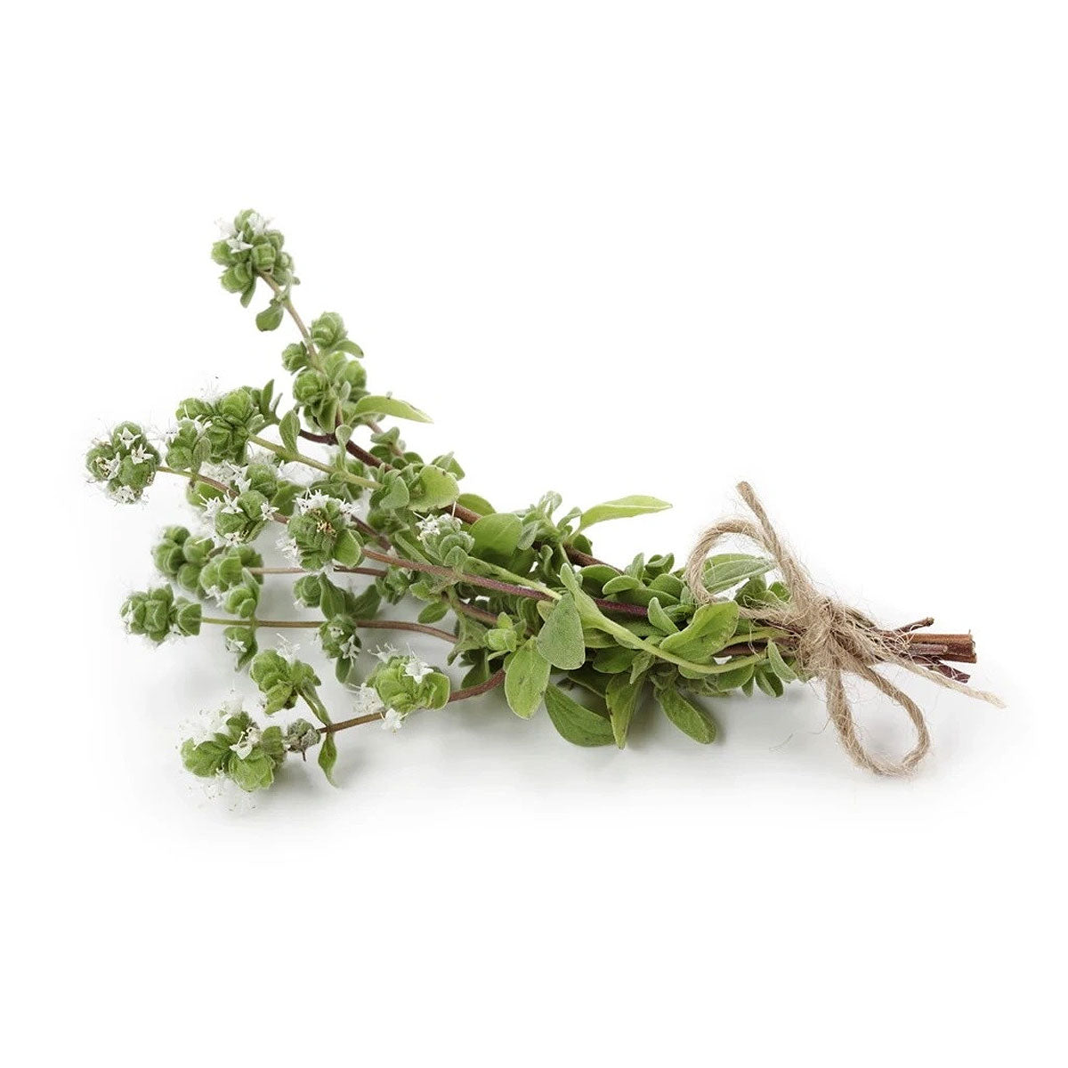 bulk spanish marjoram essential oil