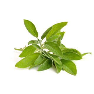 bulk spanish sage essential oil