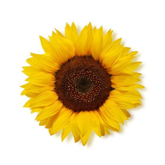 bulk sunflower oil