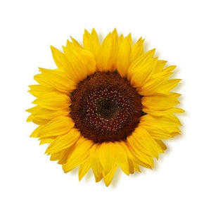 bulk sunflower oil