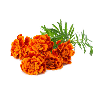 bulk tagetes essential oil