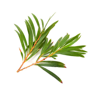 bulk tea tree essential oil