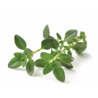 bulk thyme essential oil