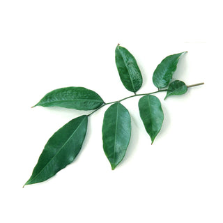 bulk tolu balsam essential oil