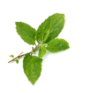 bulk tulsi holy basil essential oil