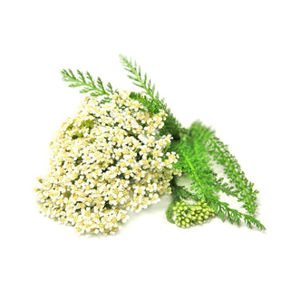 bulk yarrow essential oil