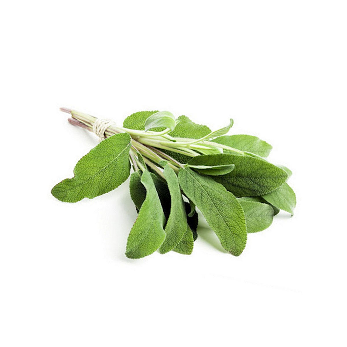 buy greek sage essential oil