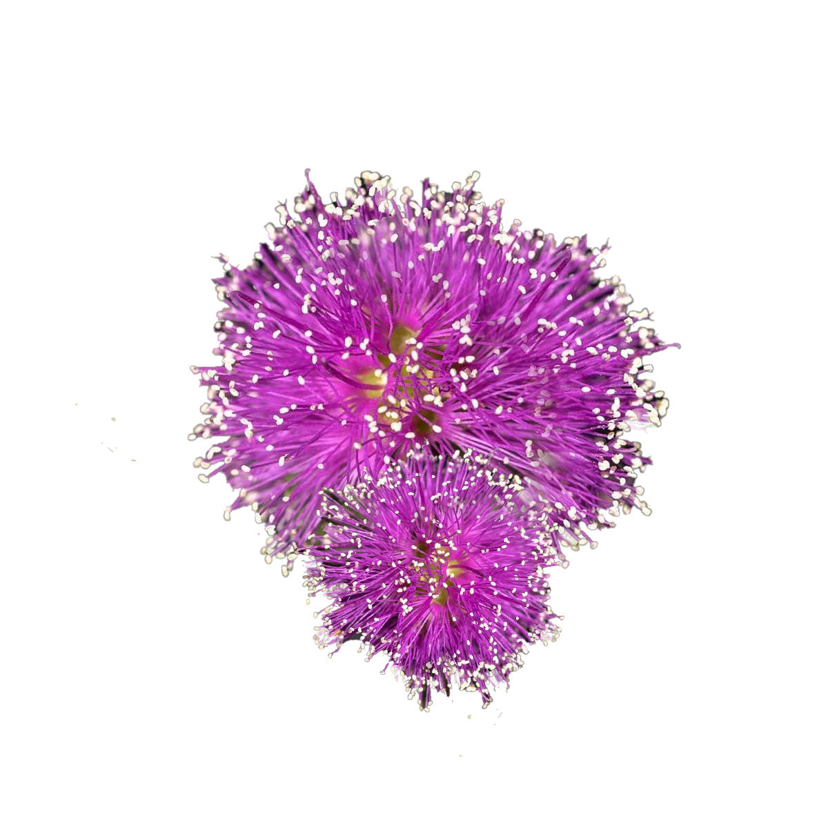 buy honey myrtle essential oil