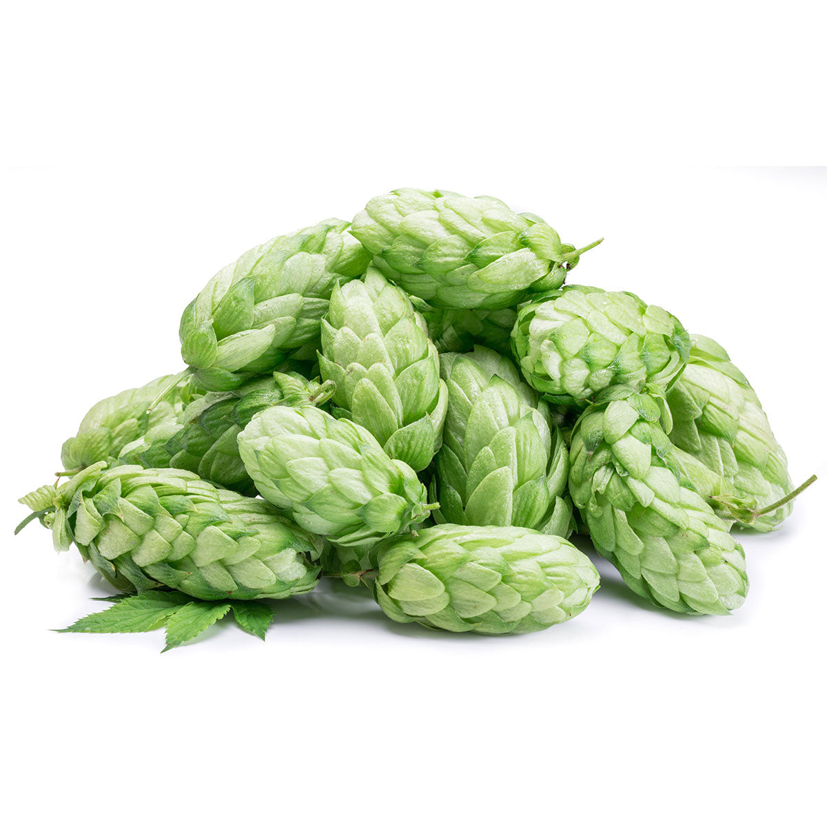 buy hops essential oil