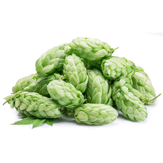 buy hops essential oil