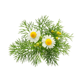 chamomile essential oil