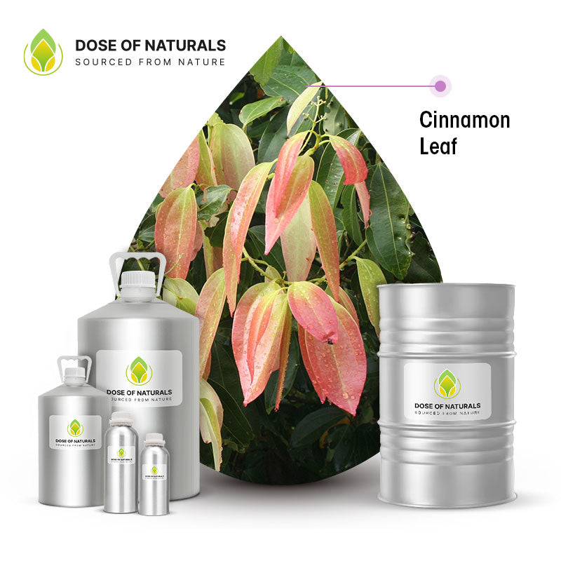 cinnamon leaf essential oil