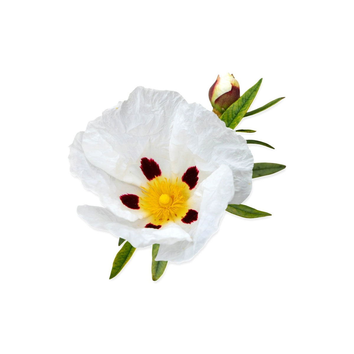 cistus essential oil