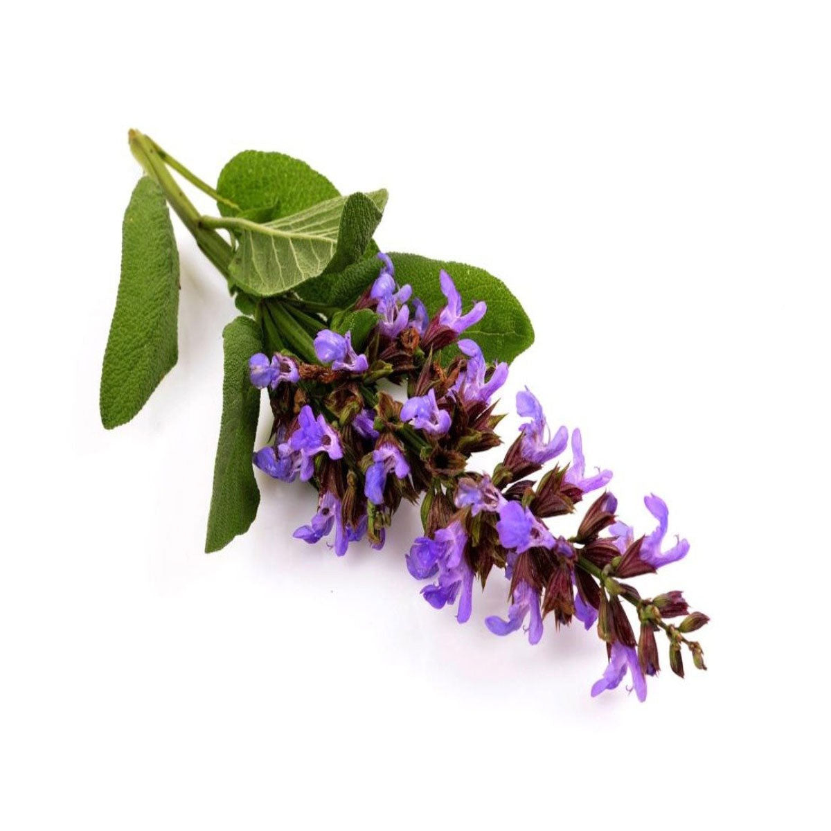 clary sage essential oil