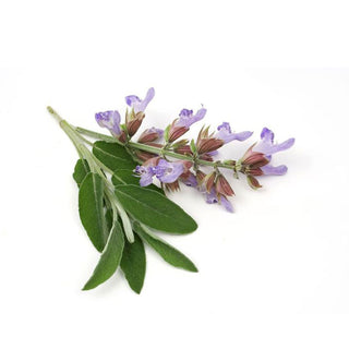 common sage essential oil