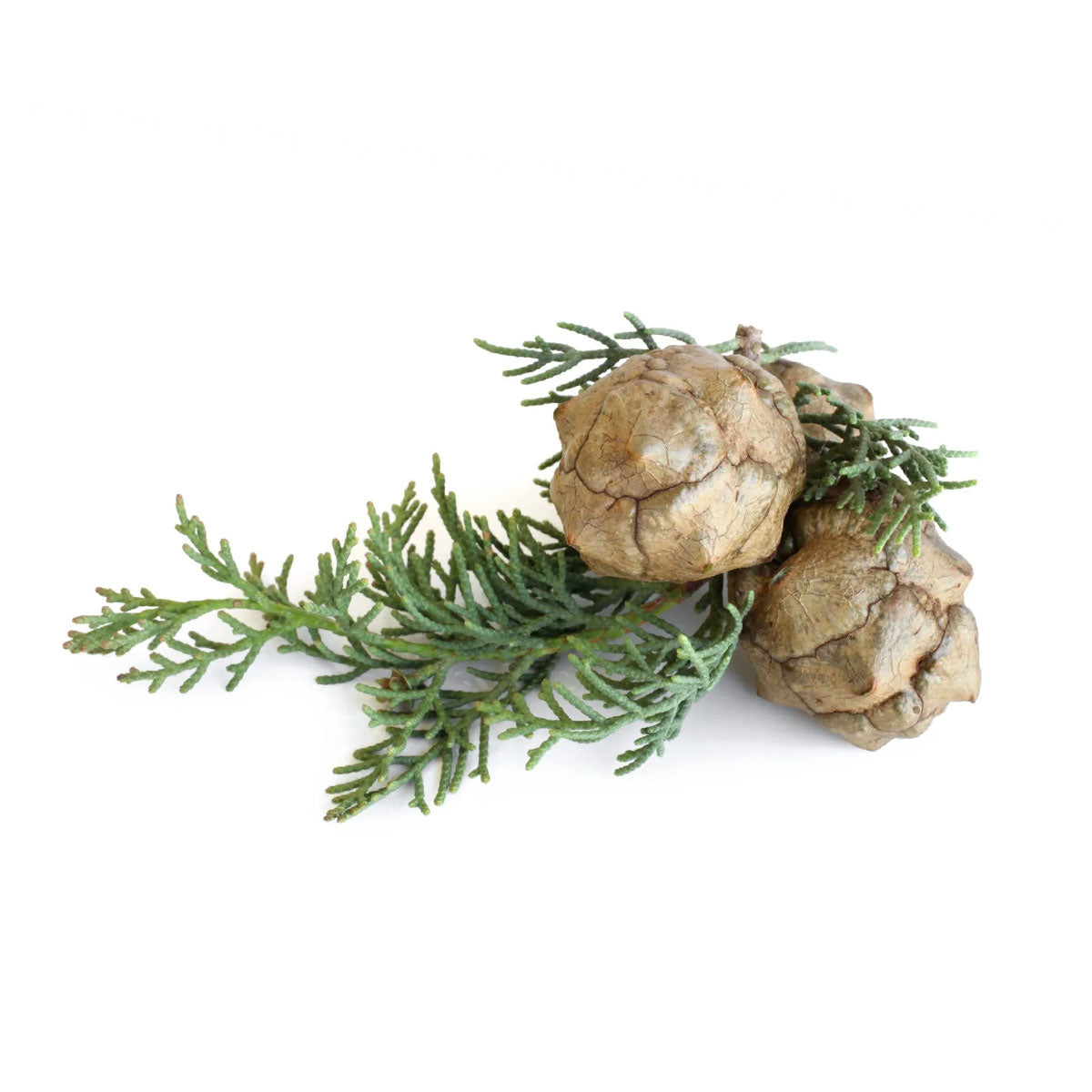 cypress essential oil