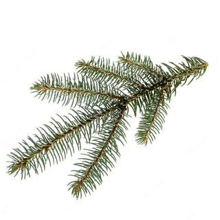 Douglas Fir Needle Essential Oil