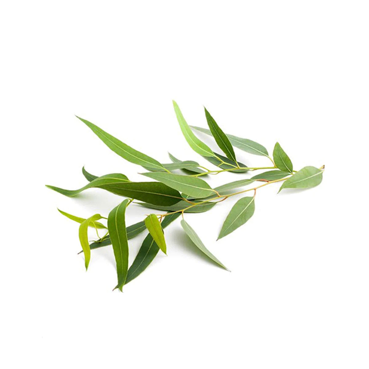 Eucalyptus Citriodora Essential Oil