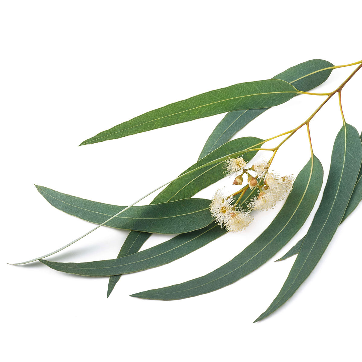 Eucalyptus Globulus Essential Oil