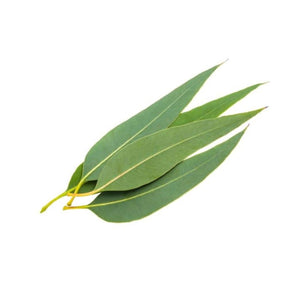 Eucalyptus Polybractea (Blue Leaved Mallee) Essential Oil