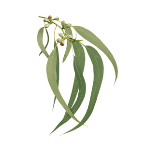 eucalyptus radiata essential oil