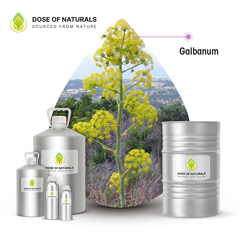 galbanum essential oil

