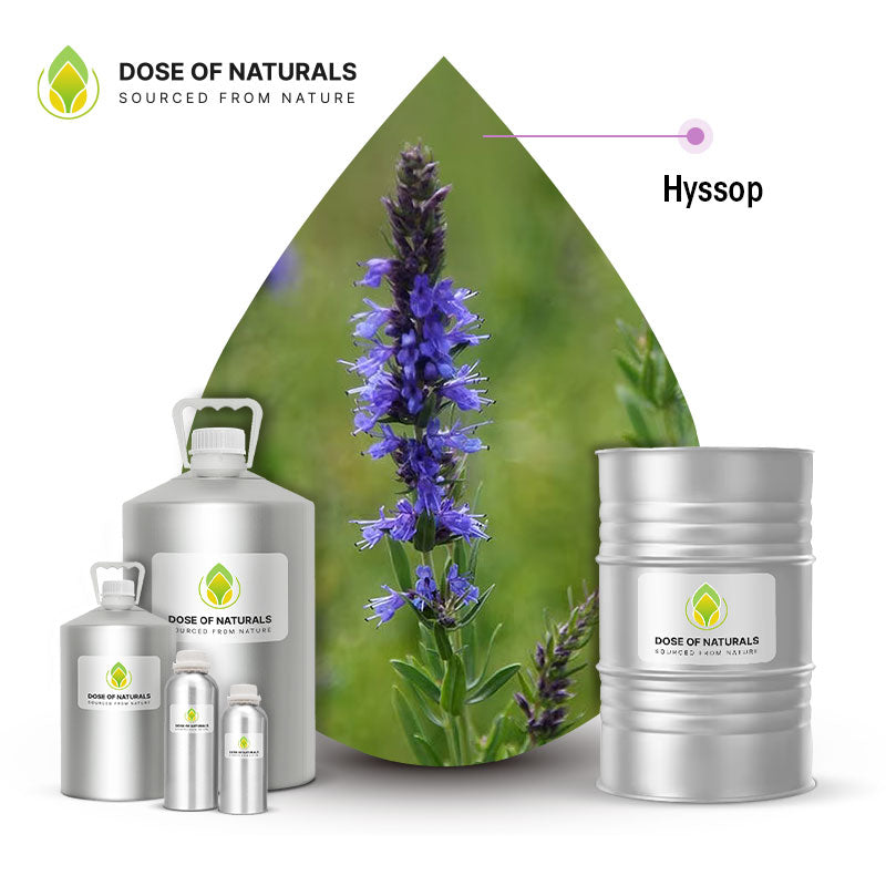 hyssop essential oil
