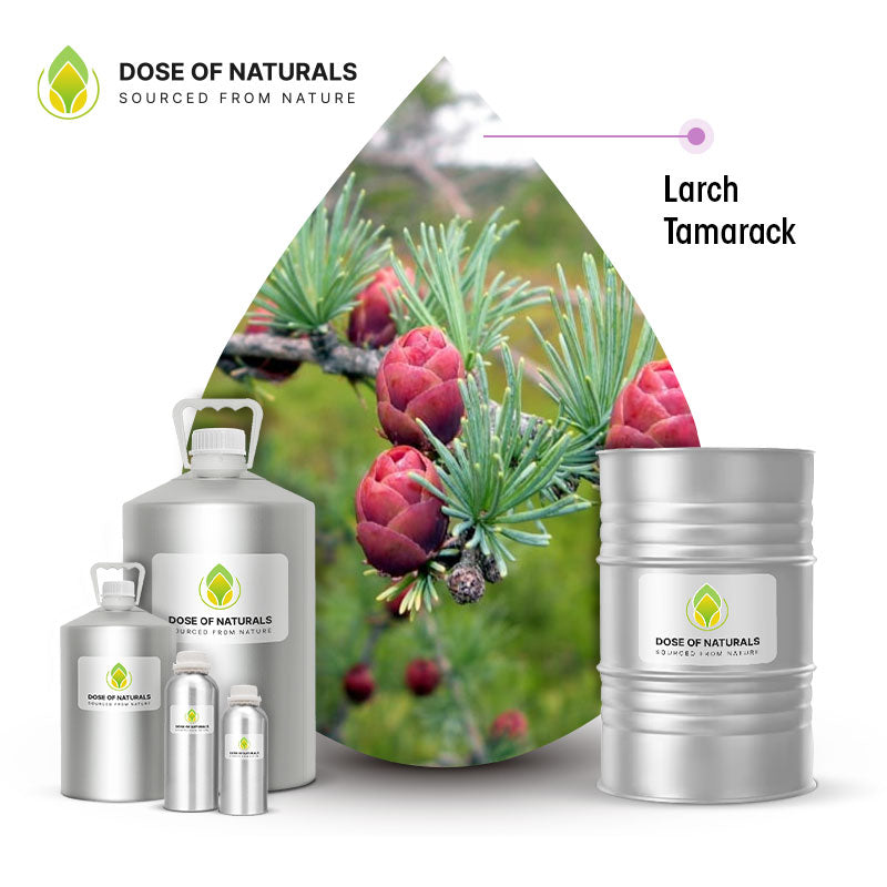 larch tamarack essential oil