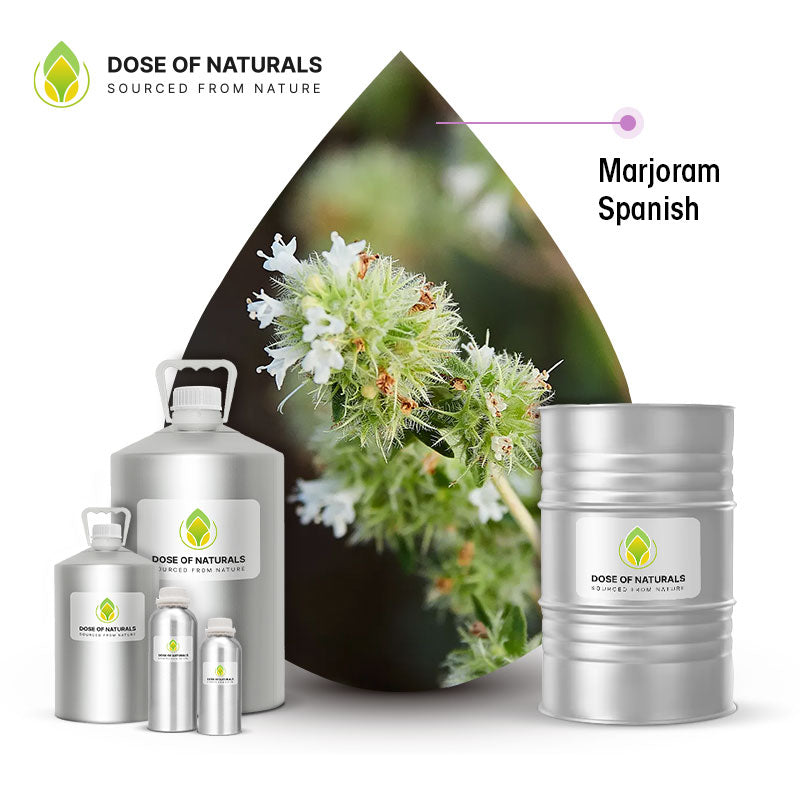 spanish marjoram essential oil