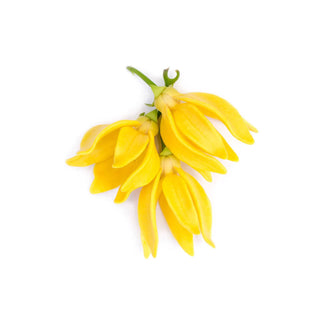 ylang ylang essential oil